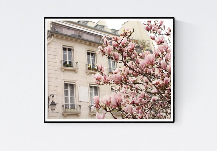 Pink Magnolia Trees in Paris - Every Day Paris