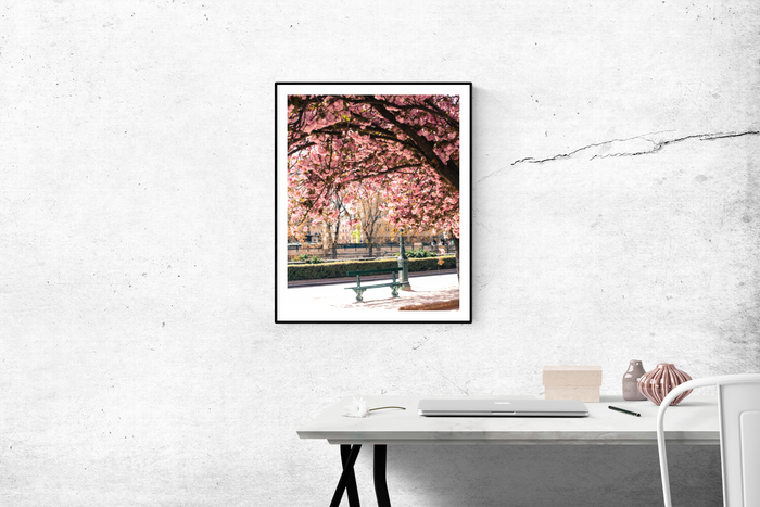 Underneath the Cherry Blossoms in Paris - Every Day Paris