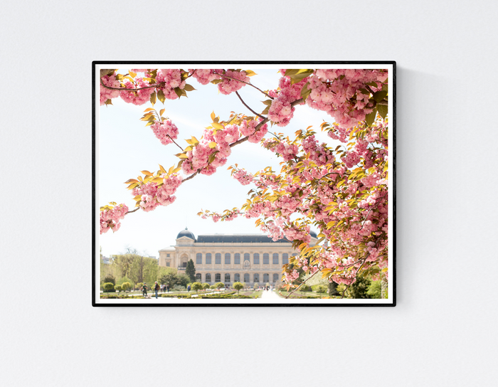 Jardin des Plantes Blossoms in the Spring - Every Day Paris