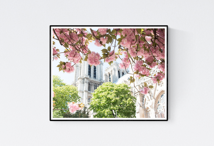 Notre Dame Cherry Blossoms in Paris - Every Day Paris