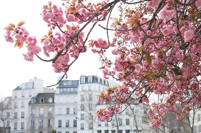 Spring in Bloom Along the Seine - Every Day Paris