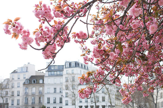 Spring in Bloom Along the Seine - Every Day Paris