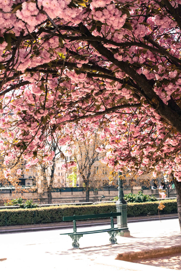 Underneath the Cherry Blossoms in Paris - Every Day Paris